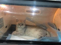 -瑞派名望志远动物医院·猫科·內科·异宠专科(直港大道店)