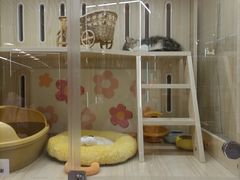 -momokira米努特·德文卷毛猫·棉花面纱犬
