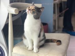 -喵的天空名猫咖啡馆·撸猫·猫舍·用品