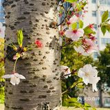 又是一年樱花季🌸