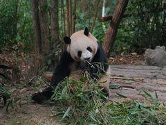 -成都大熊猫繁育研究基地