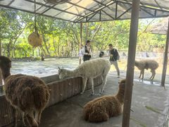 -深圳野生动物园