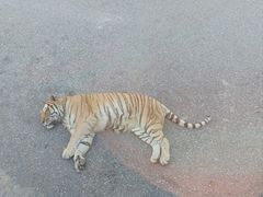 -大连森林动物园