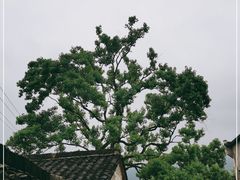 -塔川景区