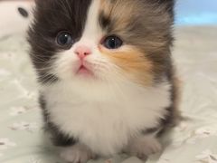 -珠海悠米米努特矮脚猫舍