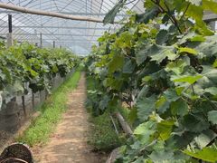 -马陆小张葡萄园农家乐