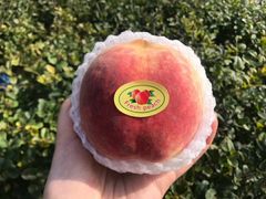 金秋蜜桃-Z家吃货联盟(南三院店)