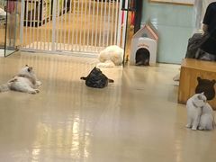 -藏猫猫咖啡主题馆(中央大道店)