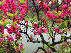 iphone_upload_pic-南国桃园旅游度假区