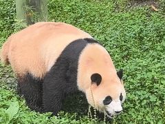 -卧龙中华大熊猫苑神树坪基地