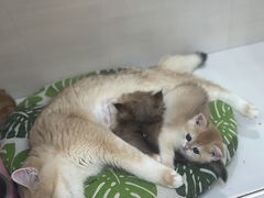 -青奢宠物·青奢猫舍