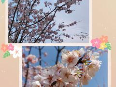 -顾村公园