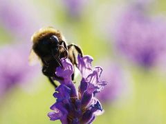 景点-北京东方普罗旺斯薰衣草庄园