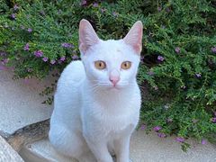 -瑞派康怡24h宠物医院·犬猫医疗中心·微创绝育(瑞景分院)