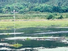 -腾冲北海湿地