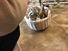-共舞时光猫咖·狗咖(新街口店)