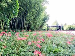 -黄海国家森林公园