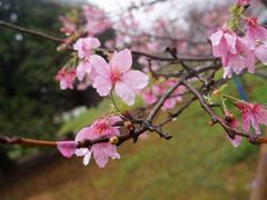 -天适樱花悠乐园