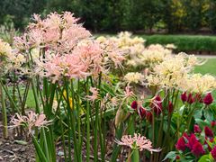 -上海辰山植物园