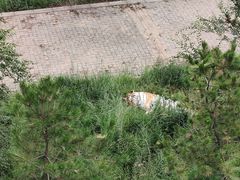 -青藏高原野生动物园