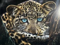 -罗红摄影艺术馆