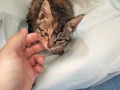 -美联众合动物医院(·中兽医·疑难杂症·严家桥分院)