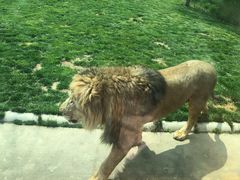 -北京野生动物园