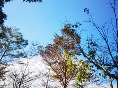 -银湖山郊野公园-相思林