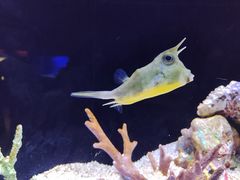-上海海洋水族馆