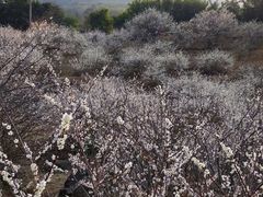 -广州市流溪河国家森林公园