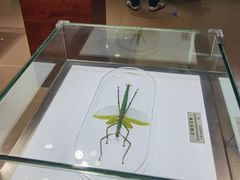 -上海昆虫博物馆