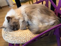 -Cappucimeow猫咪咖啡馆(韦伯时代店)