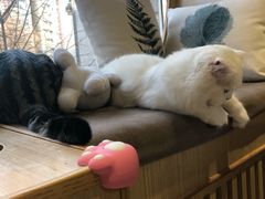 -猫和宫(六道口店)