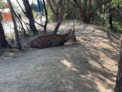 -大连森林动物园