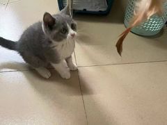 -喵汪萌宠屋旗舰店.洗澡美容.猫狗基地