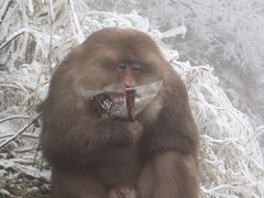 -峨眉山风景名胜区