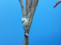 -瑞普利水族馆