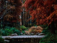 -上海共青森林公园