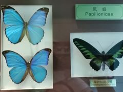 -上海昆虫博物馆