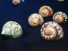 android_upload_pic-青岛贝壳博物馆