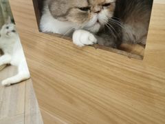 -酷豆宠物咖啡·宠物美食·撸猫馆