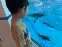 -帝企鹅自助餐厅•儿童岛•真企鹅(长隆企鹅酒店)