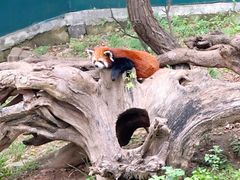 -大连森林动物园