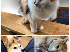 -是阿柴呀！柴犬咖啡·爱喵喵猫咖