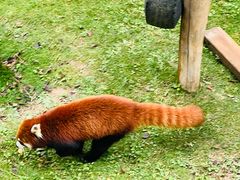 -青藏高原野生动物园
