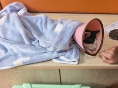 -乐派堂宠物医院·猫友好· 心脏科(东街店)