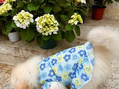 -柠檬花院烤肉·围炉煮茶·草坪团建·生日派对(三圣乡店)