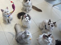 -怪兽屋·羊驼·猫咖·狗咖(俊华广场店)