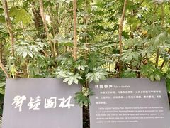 -红梅公园