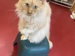 -和它·交个朋友·狗咖猫咖(爱琴海店)